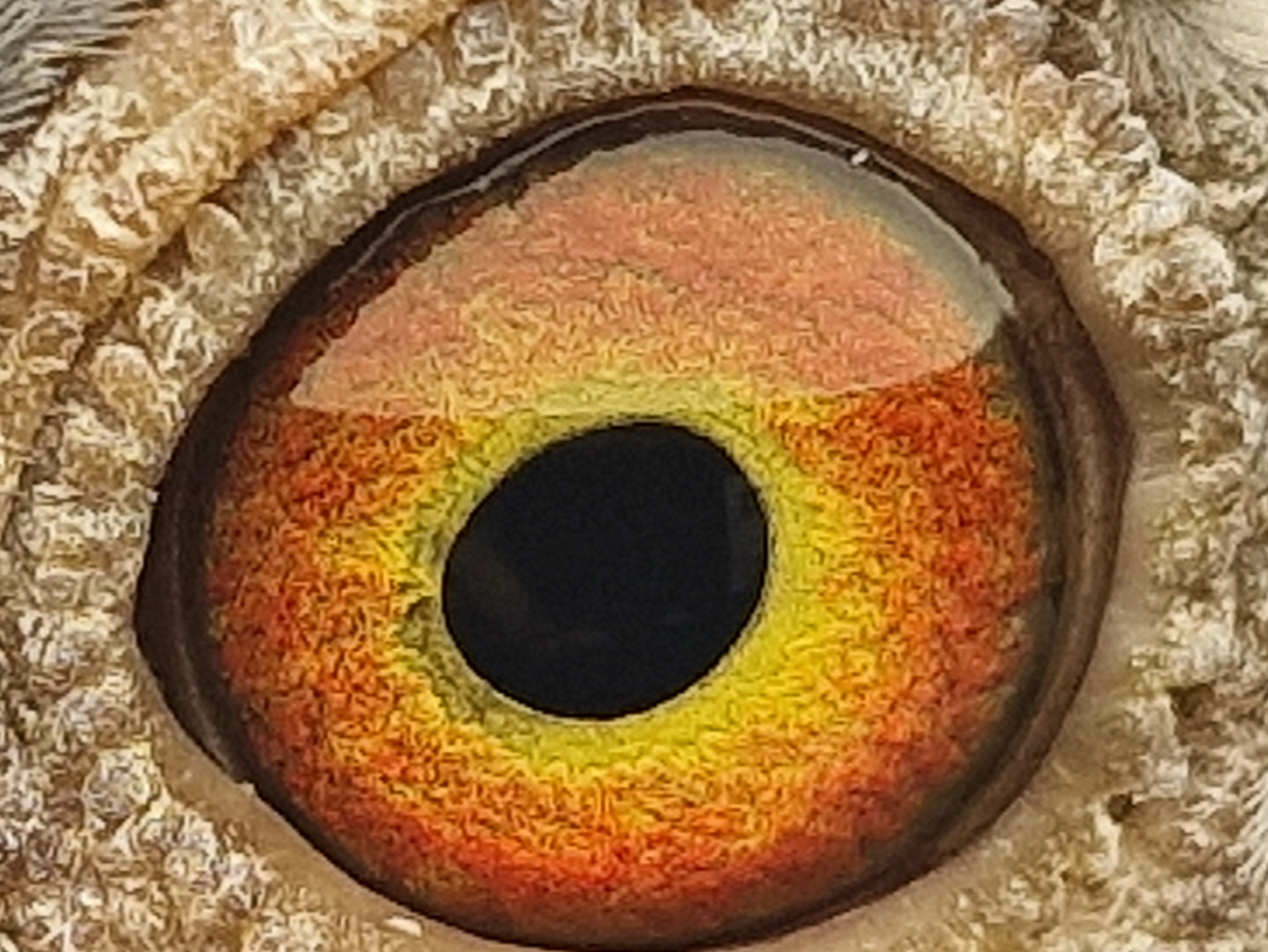 Pigeon eye